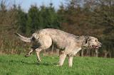 IRISH WOLFHOUND 338